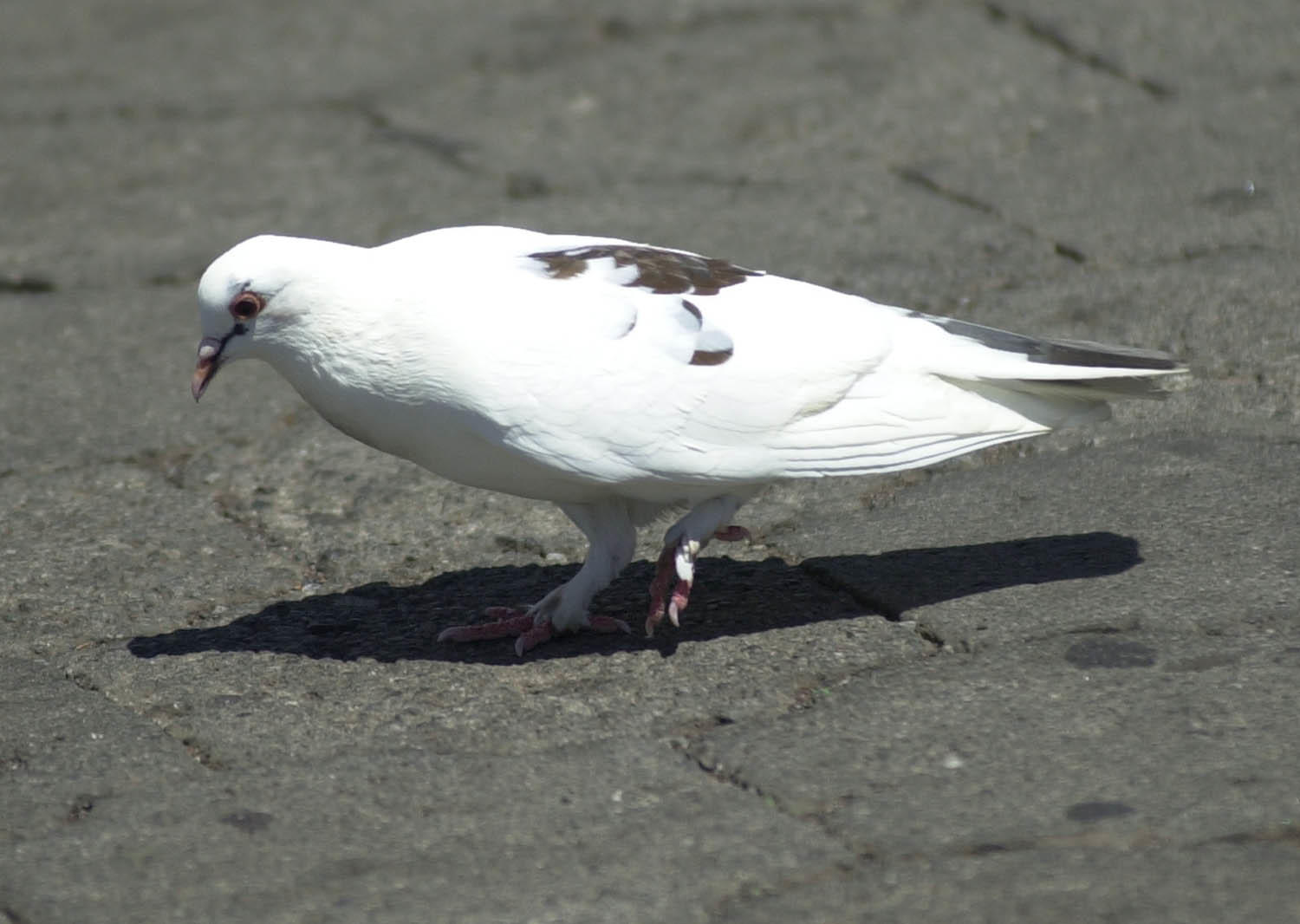 Rock pigeon, Columba livia on San Cristobal Island Photo: R.B. Phillips, CDF.